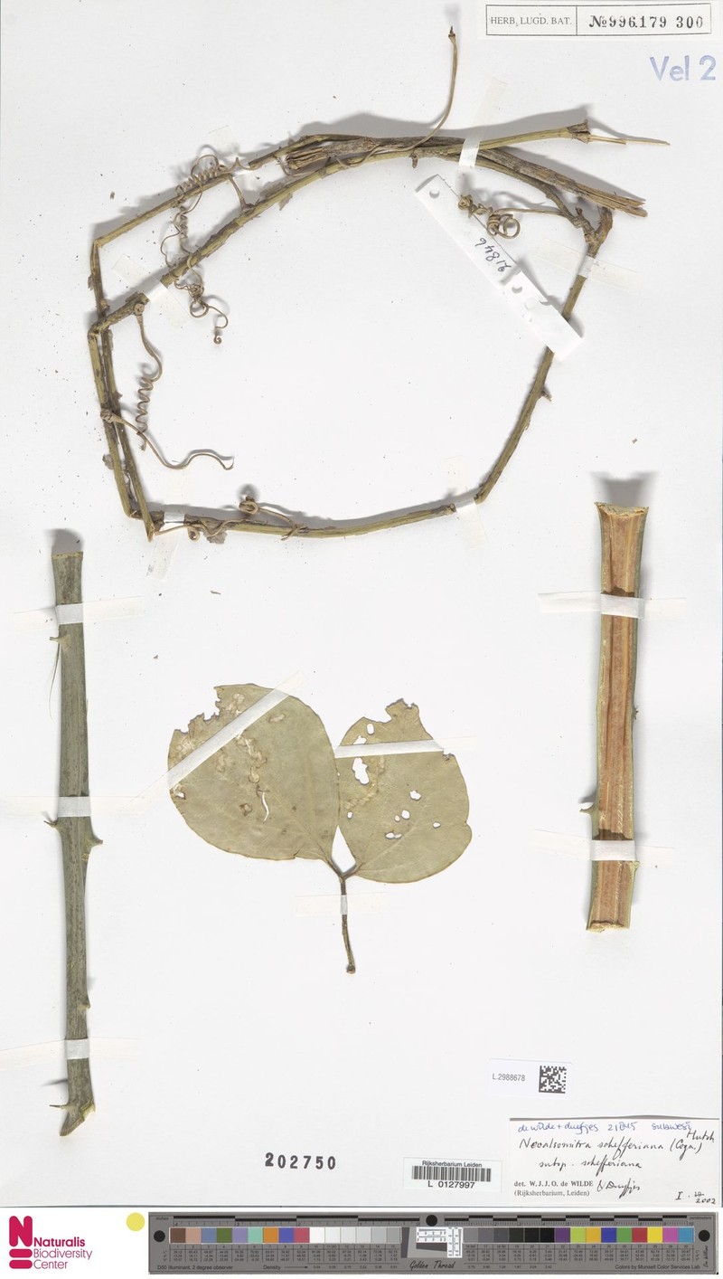 Neoalsomitra schefferiana subsp. schefferiana photo 3