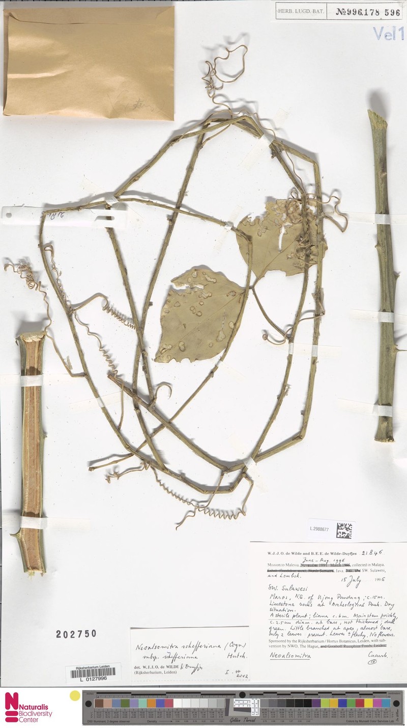 Neoalsomitra schefferiana subsp. schefferiana photo 4