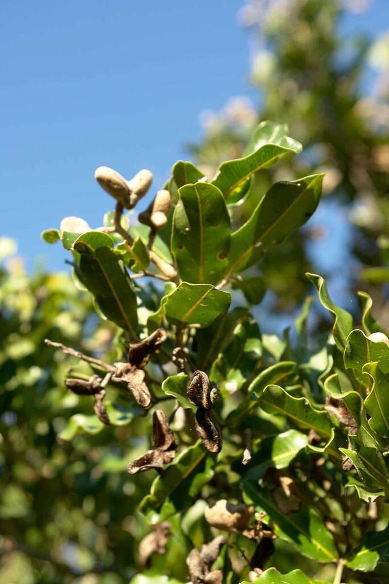 Neoarytera chartacea photo 6