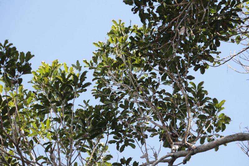 Neoarytera chartacea photo 8