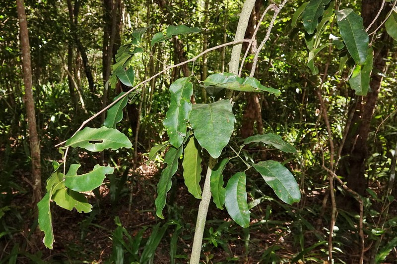 Neoarytera neoebudensis