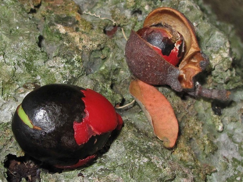 Neoarytera neoebudensis photo 2
