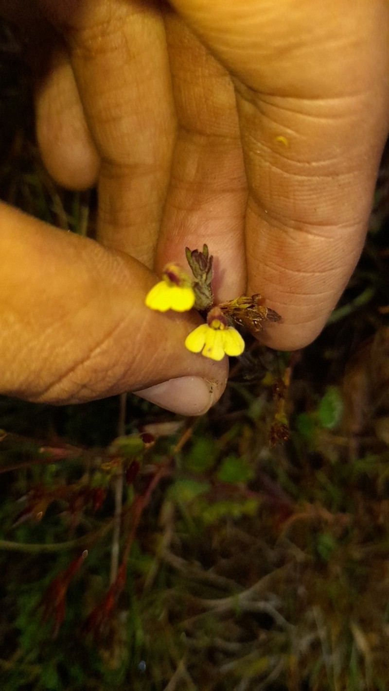 Neobartsia adenophylla