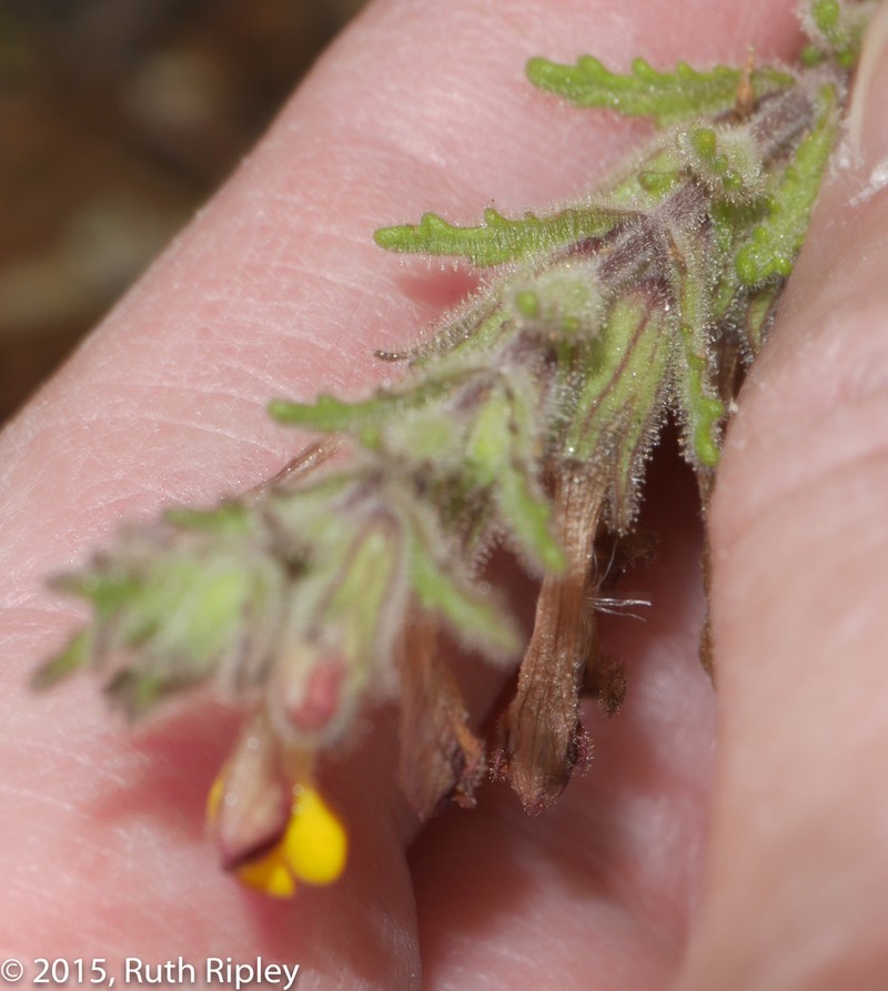 Neobartsia aprica