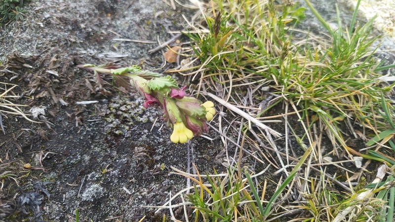 Neobartsia aprica photo 2