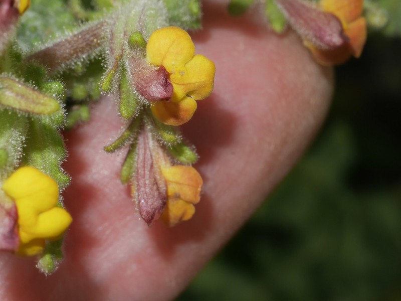 Neobartsia aprica photo 3