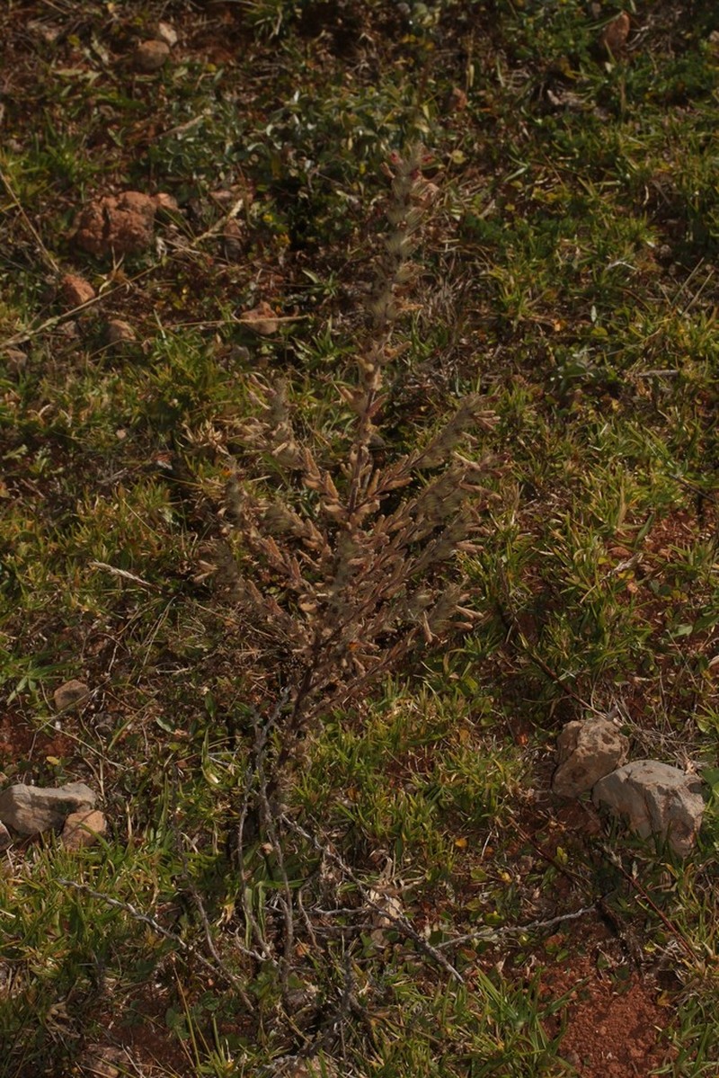 Neobartsia aprica photo 4