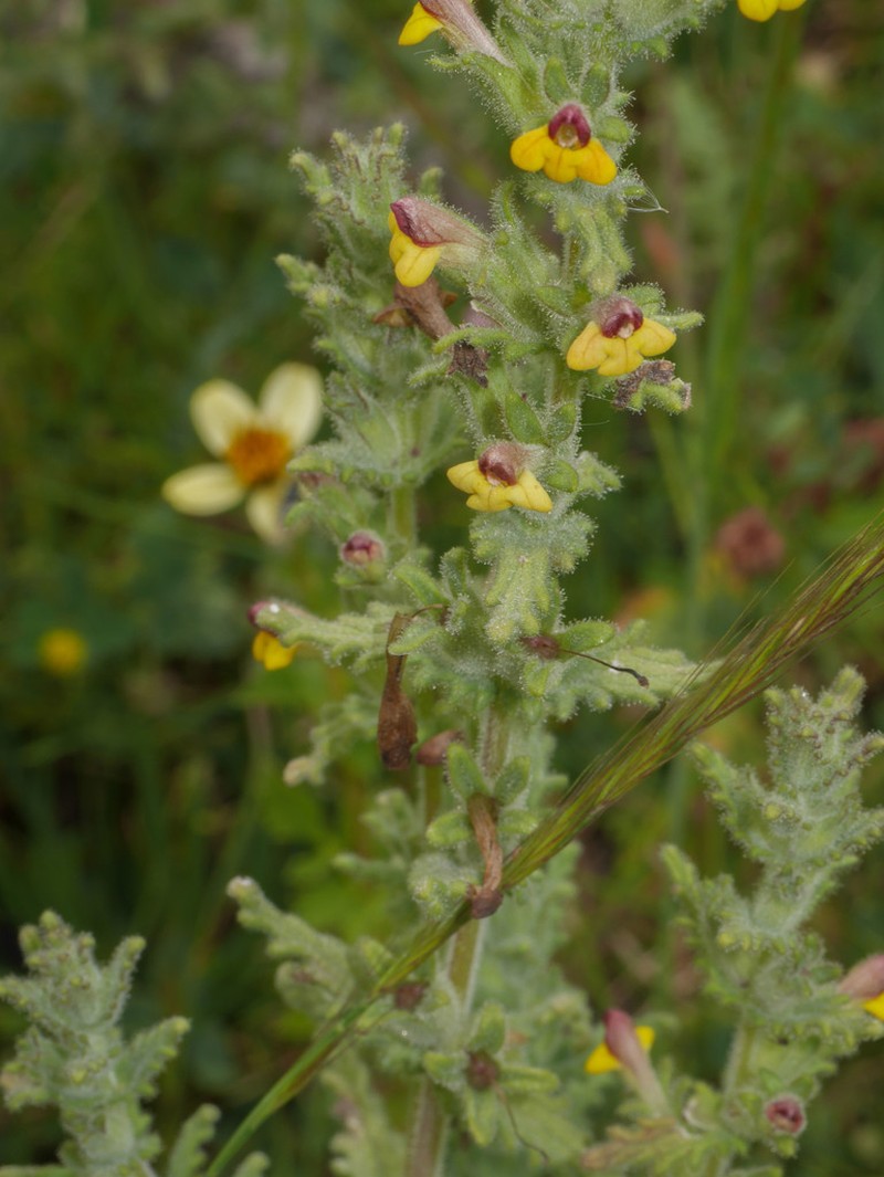 Neobartsia aprica photo 5