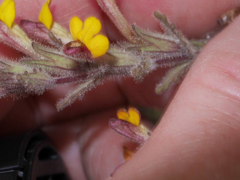Neobartsia aprica photo 6