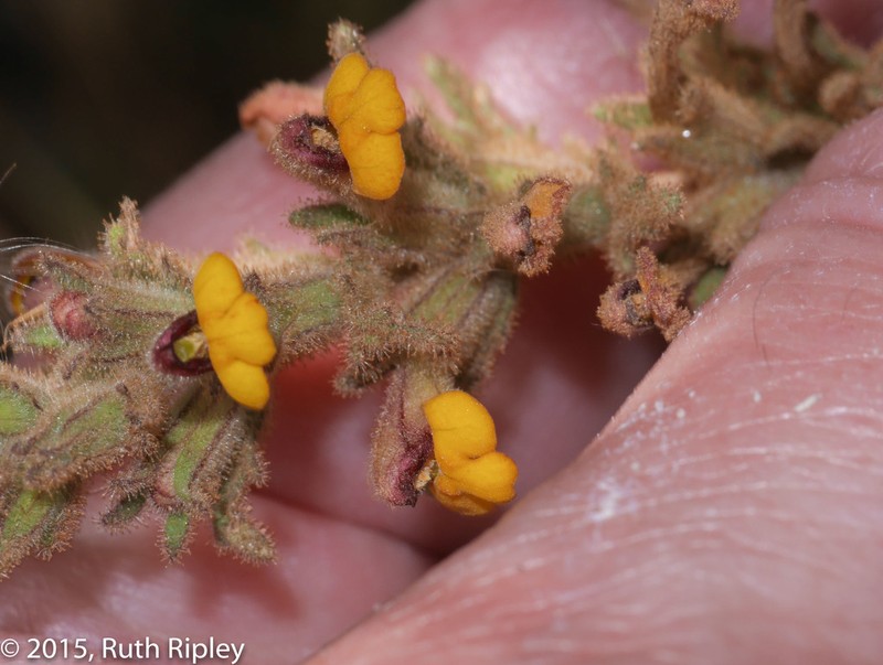 Neobartsia aprica photo 7