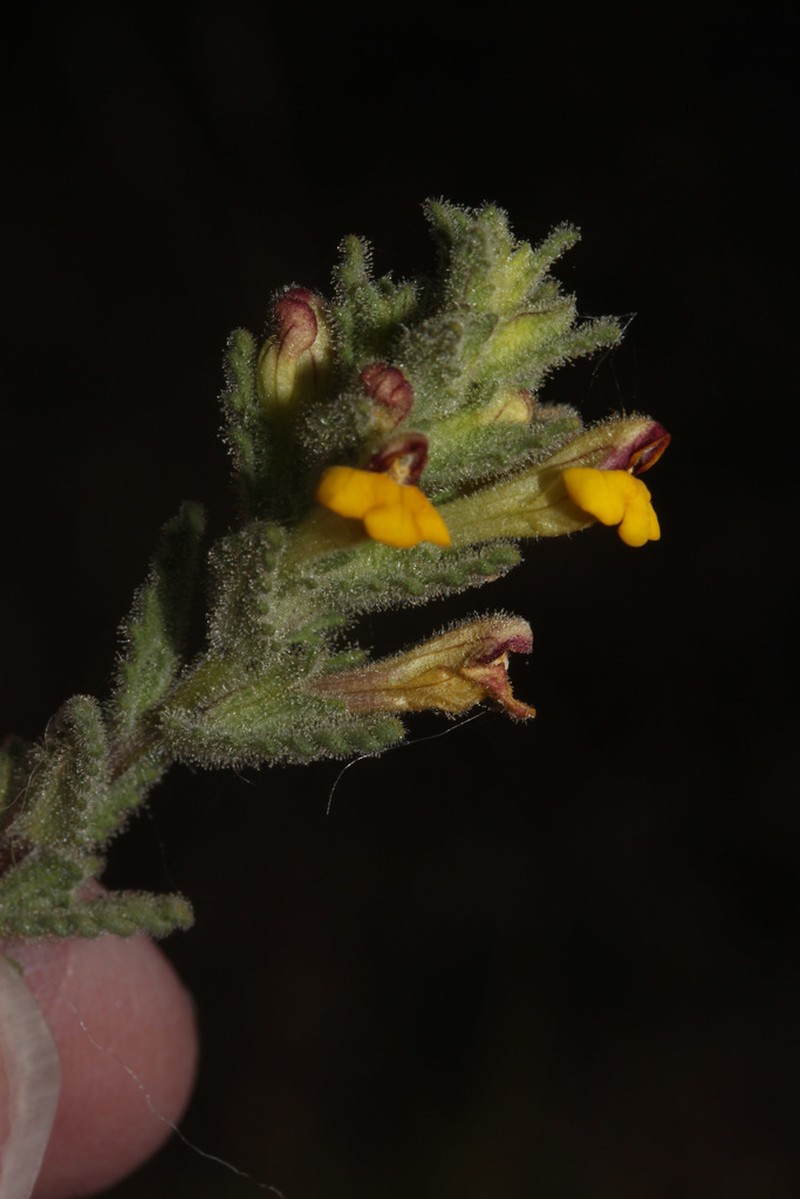 Neobartsia aprica photo 8