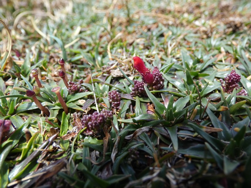 Neobartsia bartsioides