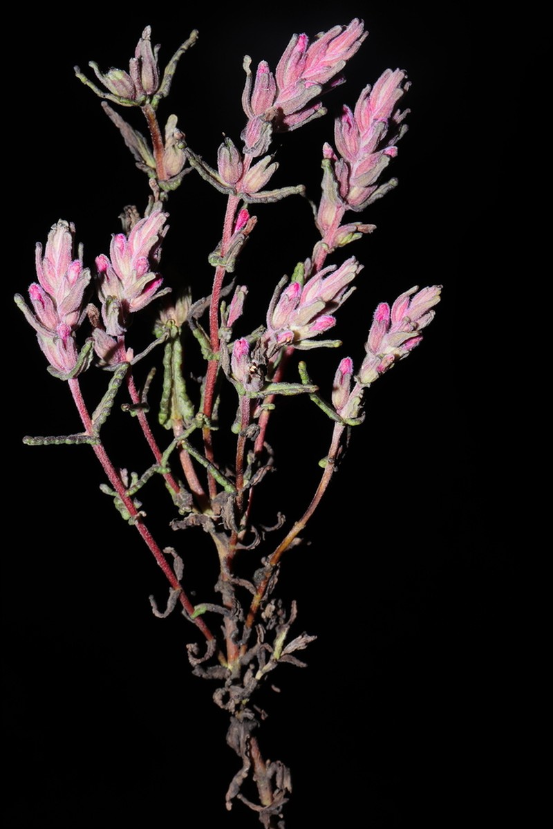Neobartsia bartsioides photo 3