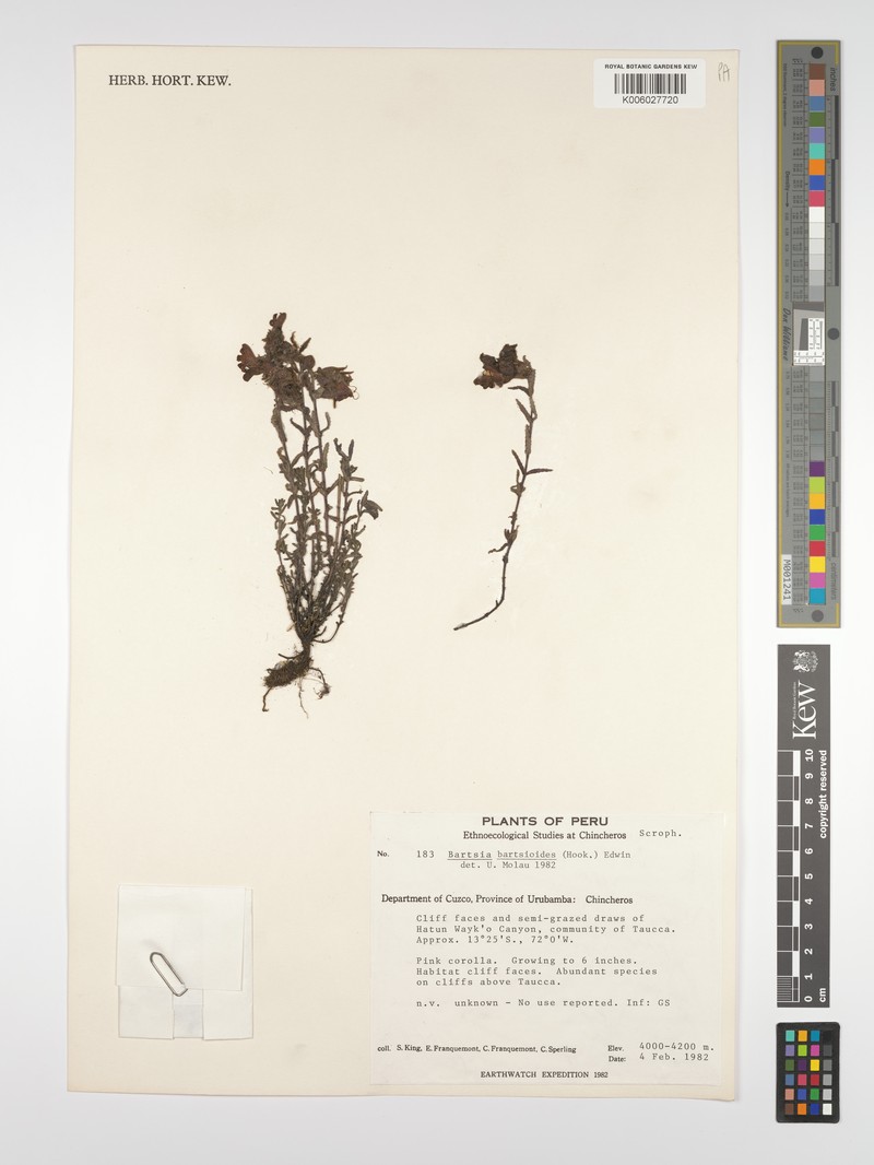 Neobartsia bartsioides photo 5