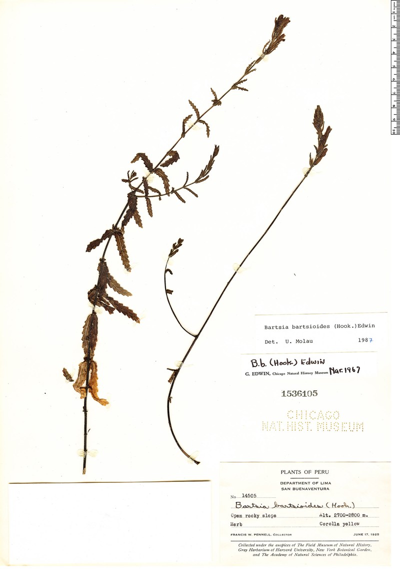 Neobartsia bartsioides photo 6