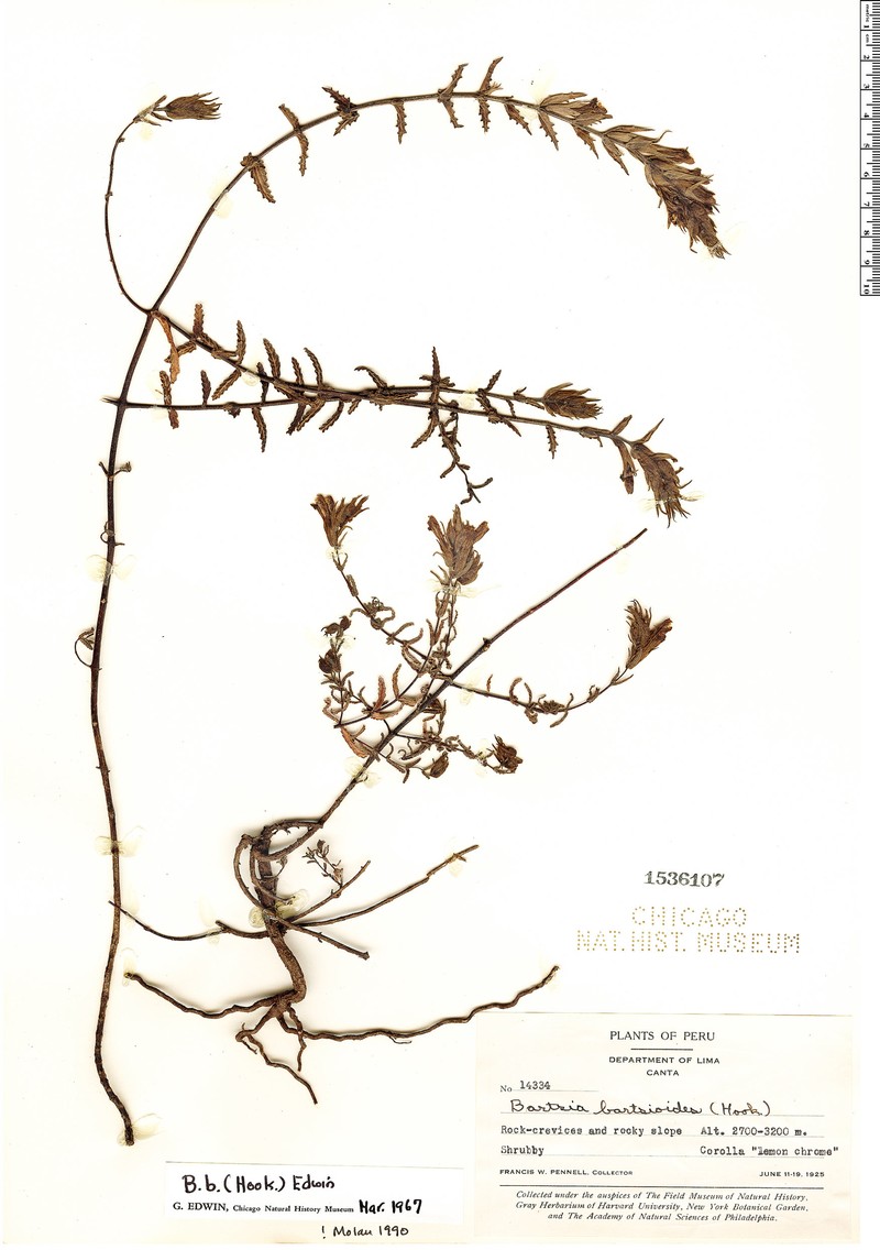 Neobartsia bartsioides photo 7