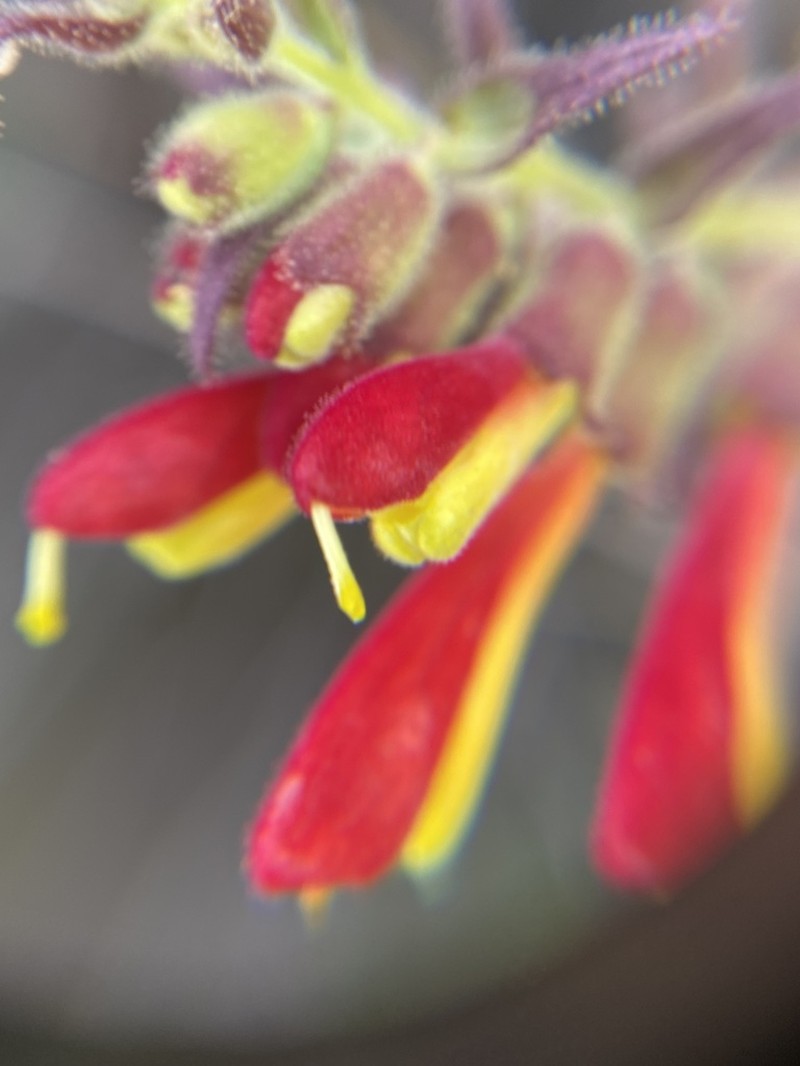 Neobartsia camporum