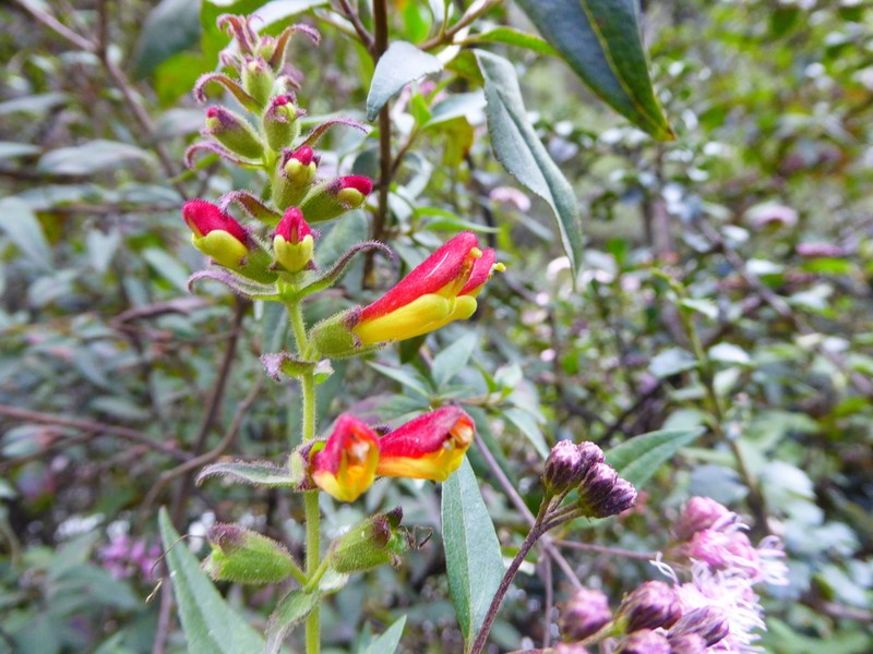 Neobartsia camporum photo 2