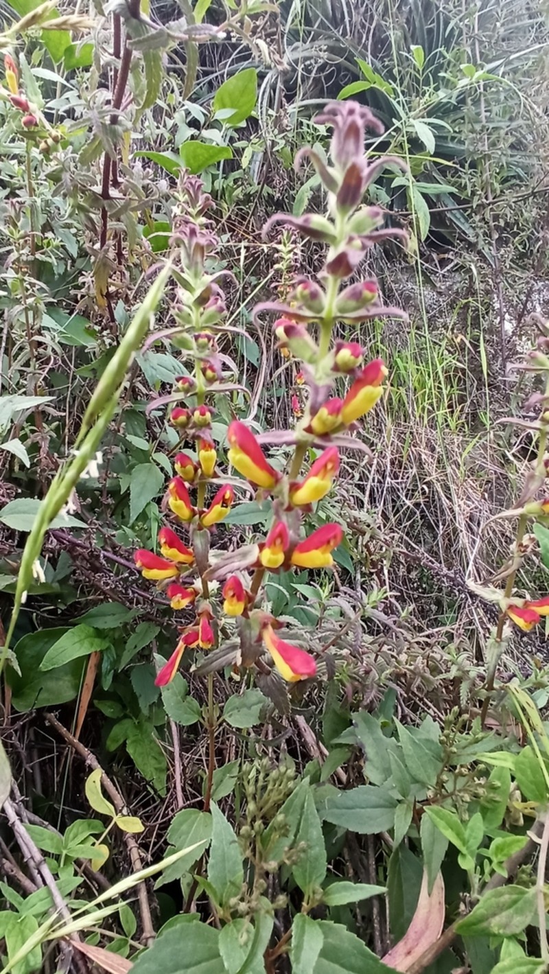 Neobartsia camporum photo 3