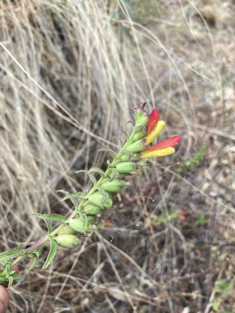 Neobartsia camporum photo 4