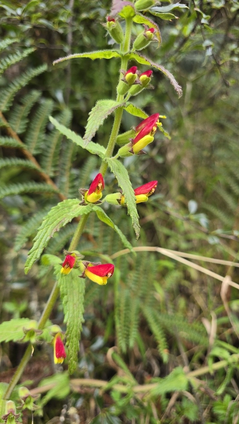 Neobartsia camporum photo 5