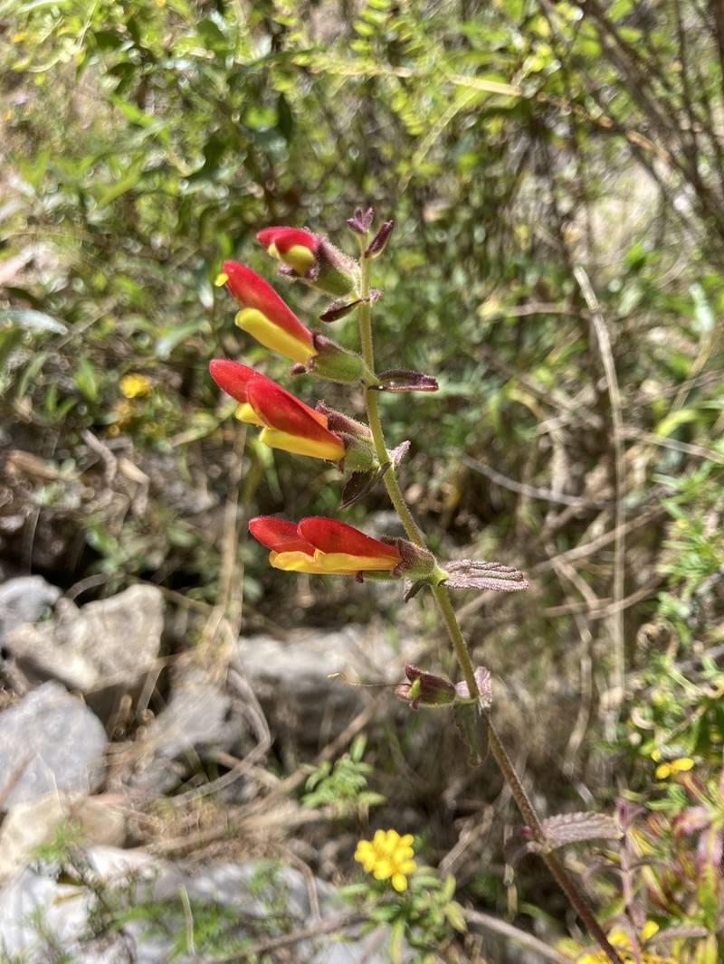Neobartsia camporum photo 6