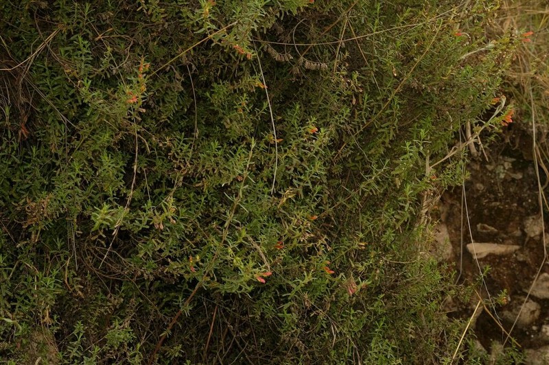 Neobartsia camporum photo 7