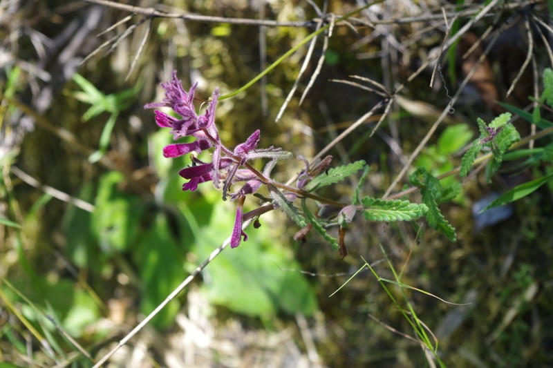 Neobartsia chilensis