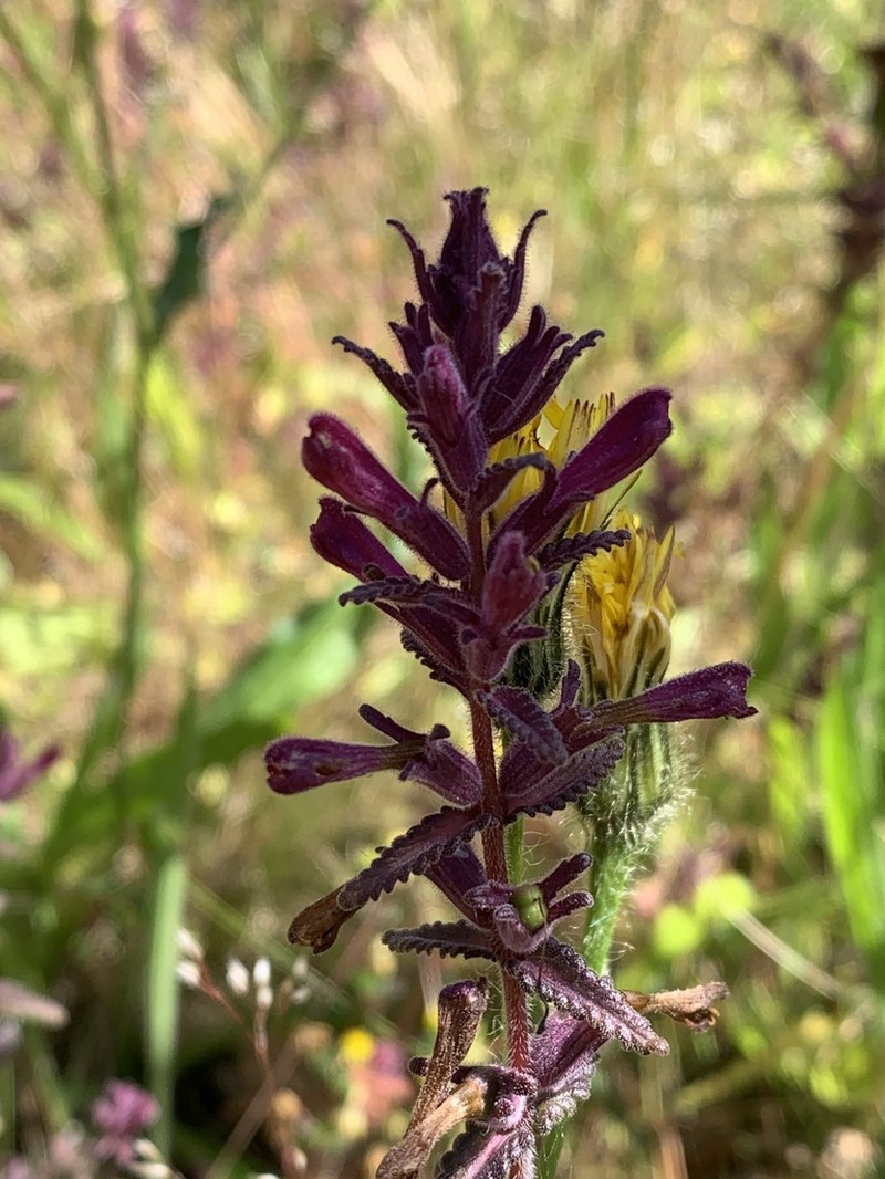 Neobartsia chilensis photo 2