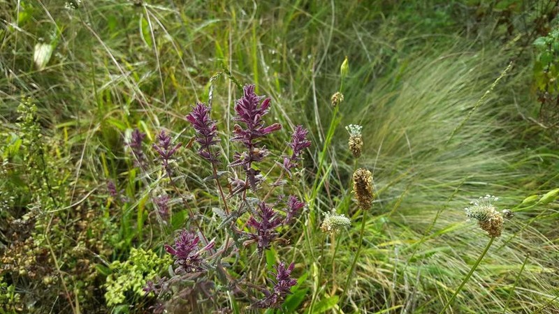 Neobartsia chilensis photo 3