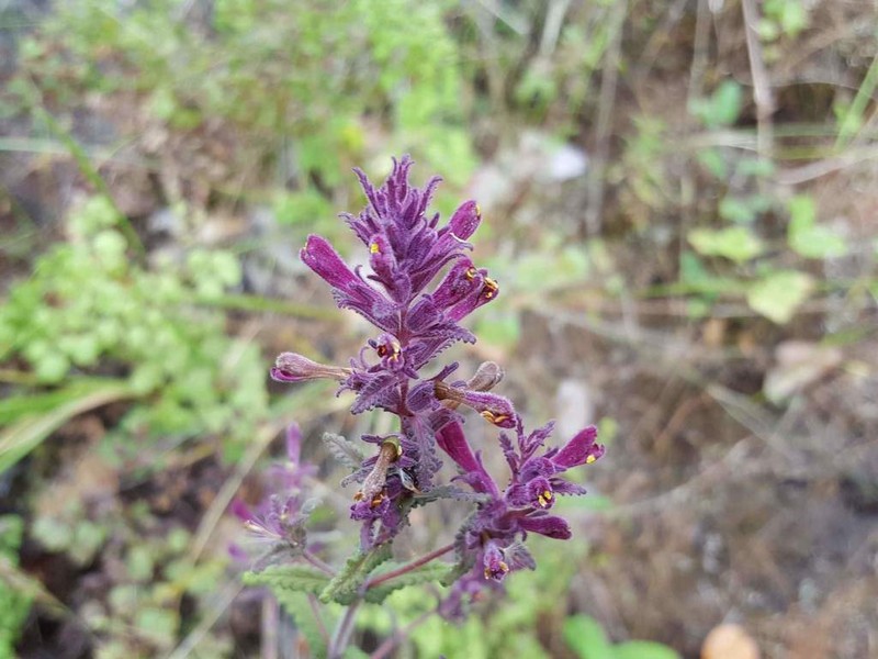 Neobartsia chilensis photo 4