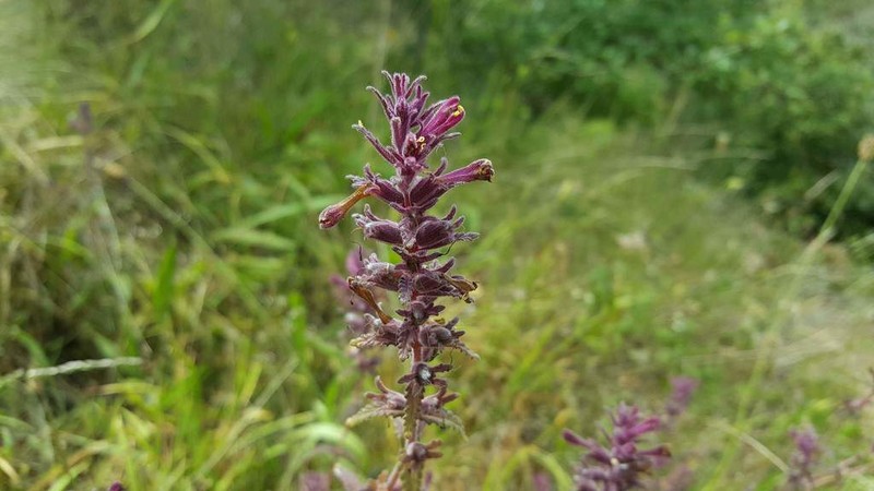 Neobartsia chilensis photo 5