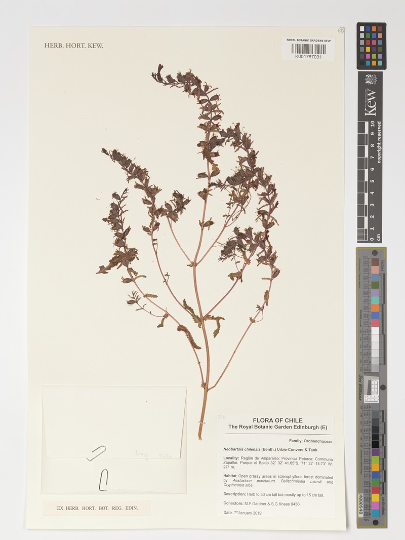Neobartsia chilensis photo 7