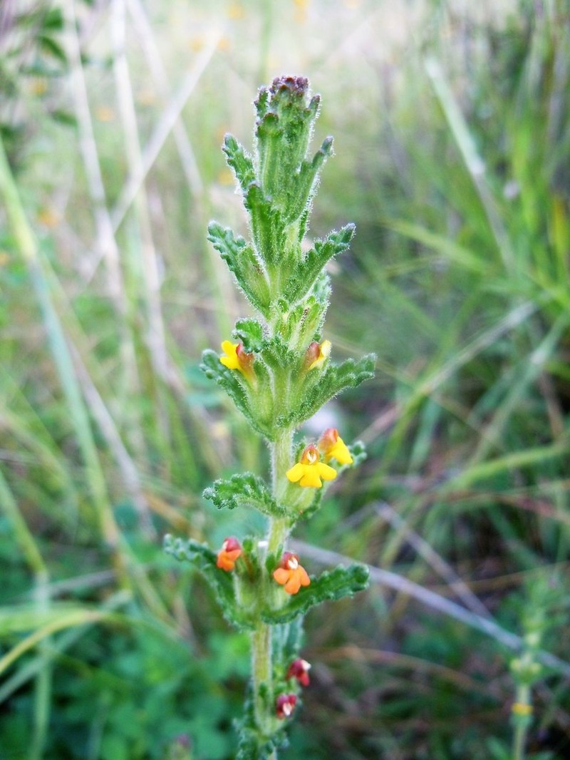 Neobartsia crenoloba
