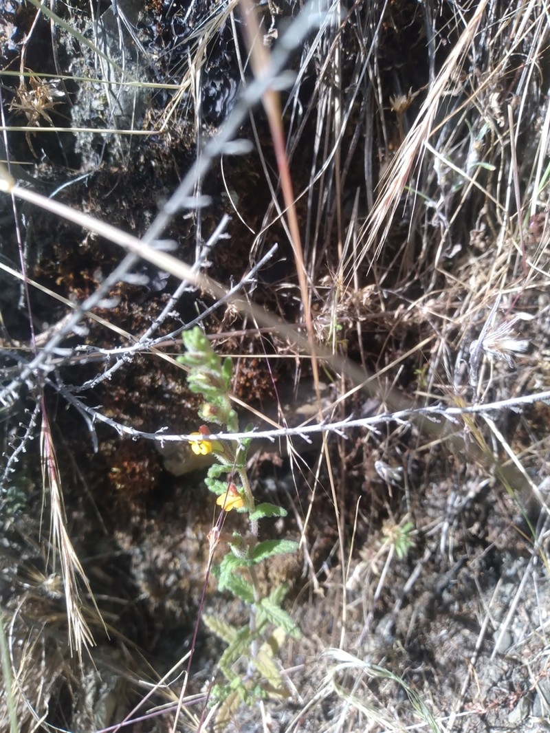 Neobartsia crenoloba photo 2