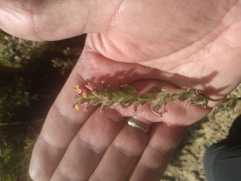 Neobartsia crenoloba photo 3
