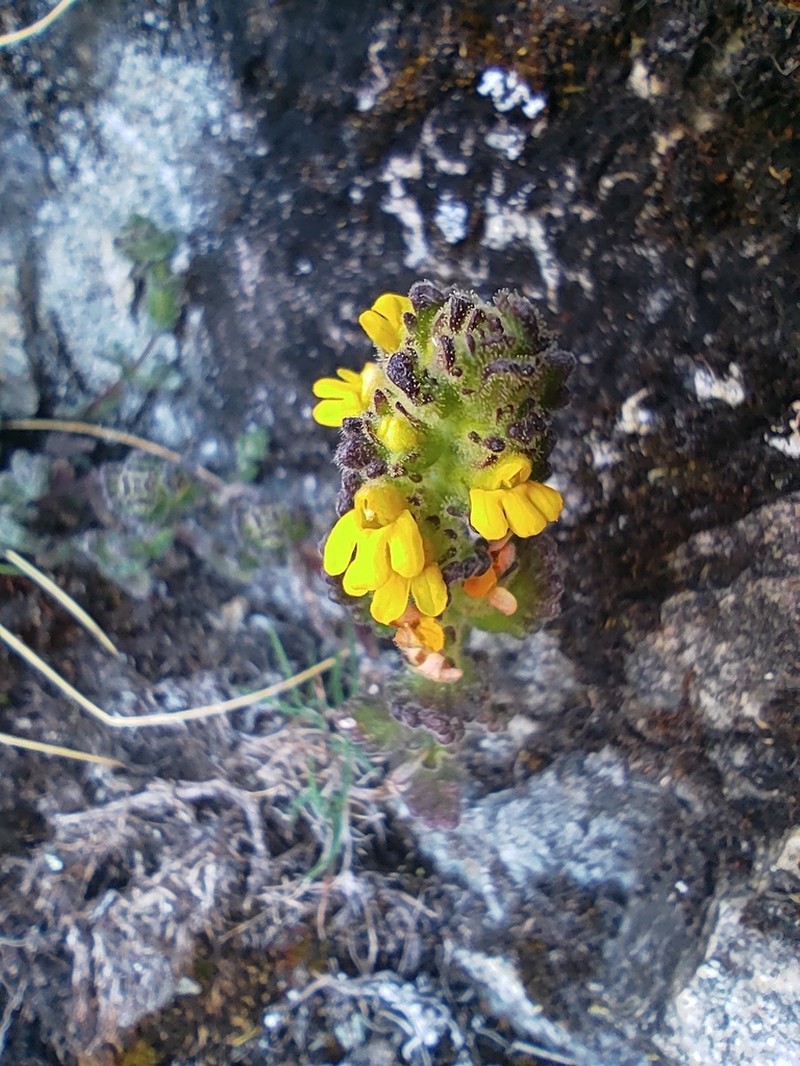 Neobartsia crenoloba photo 4