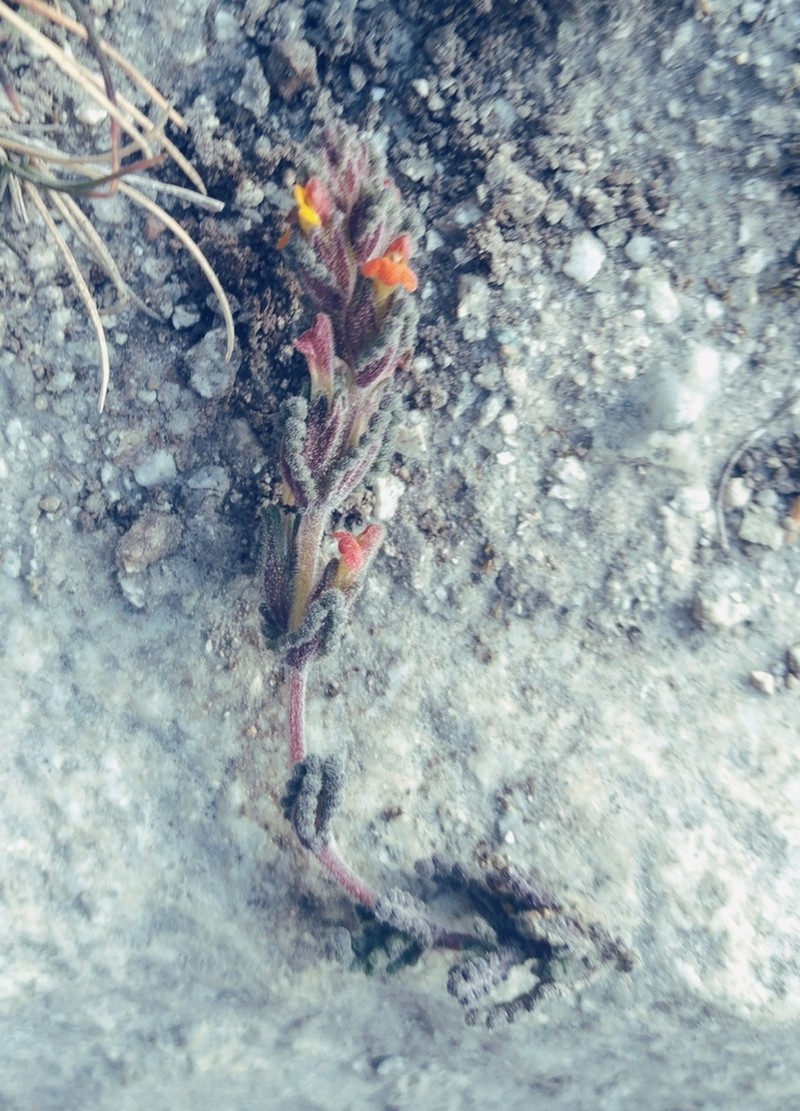 Neobartsia crenoloba photo 5