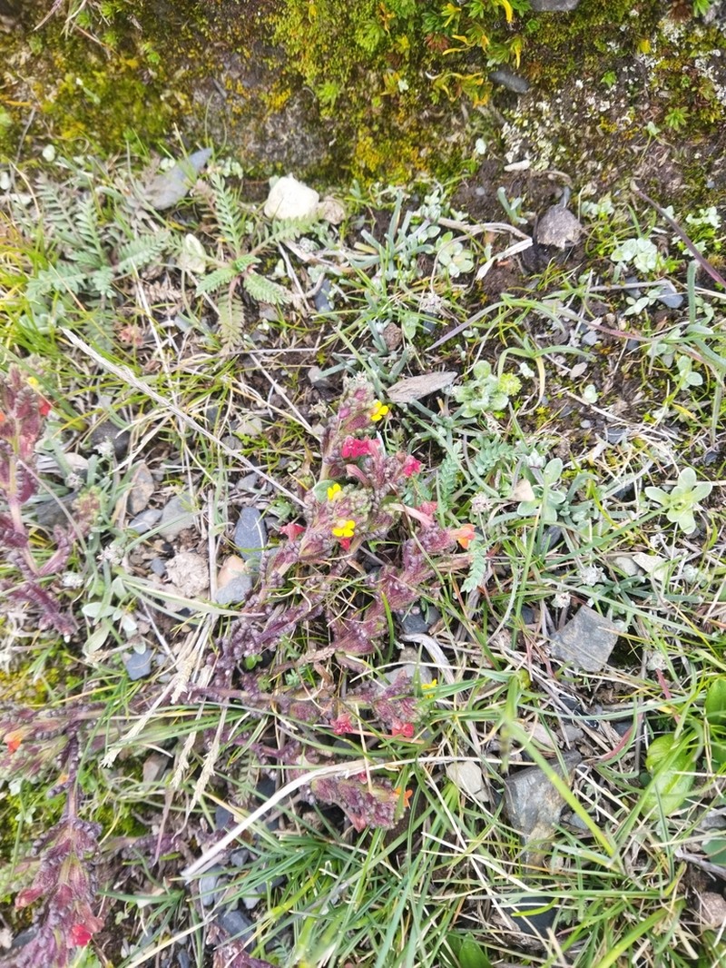 Neobartsia crenoloba photo 6