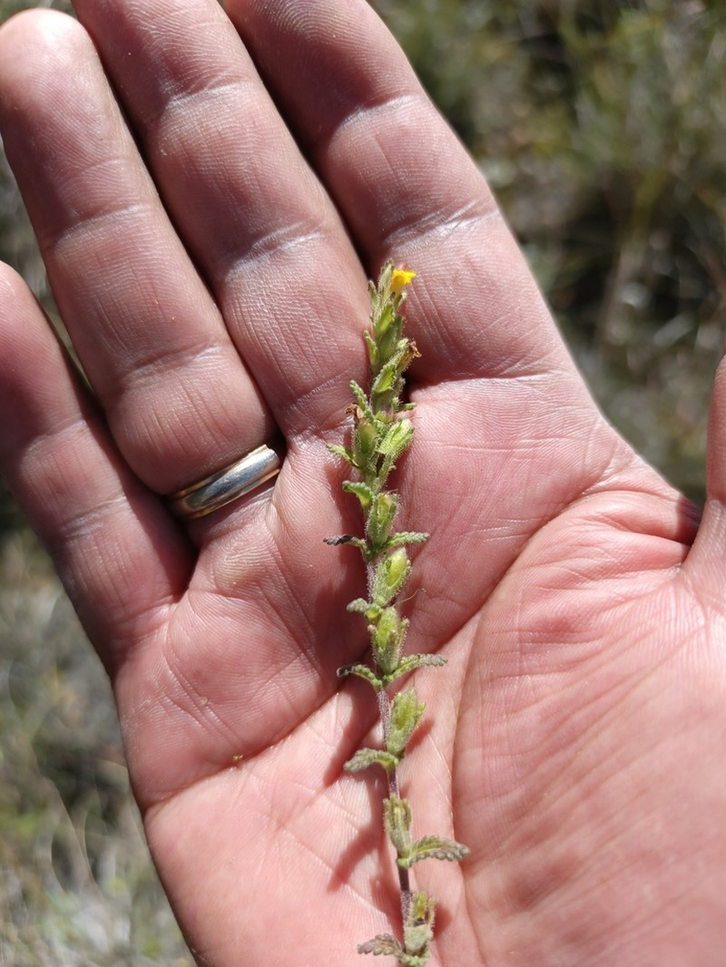 Neobartsia crenoloba photo 7