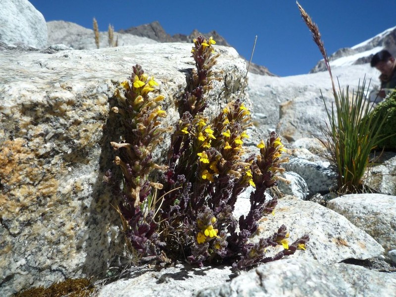 Neobartsia crenoloba photo 8