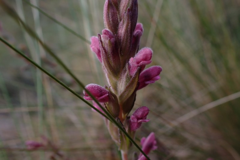 Neobartsia crisafullii