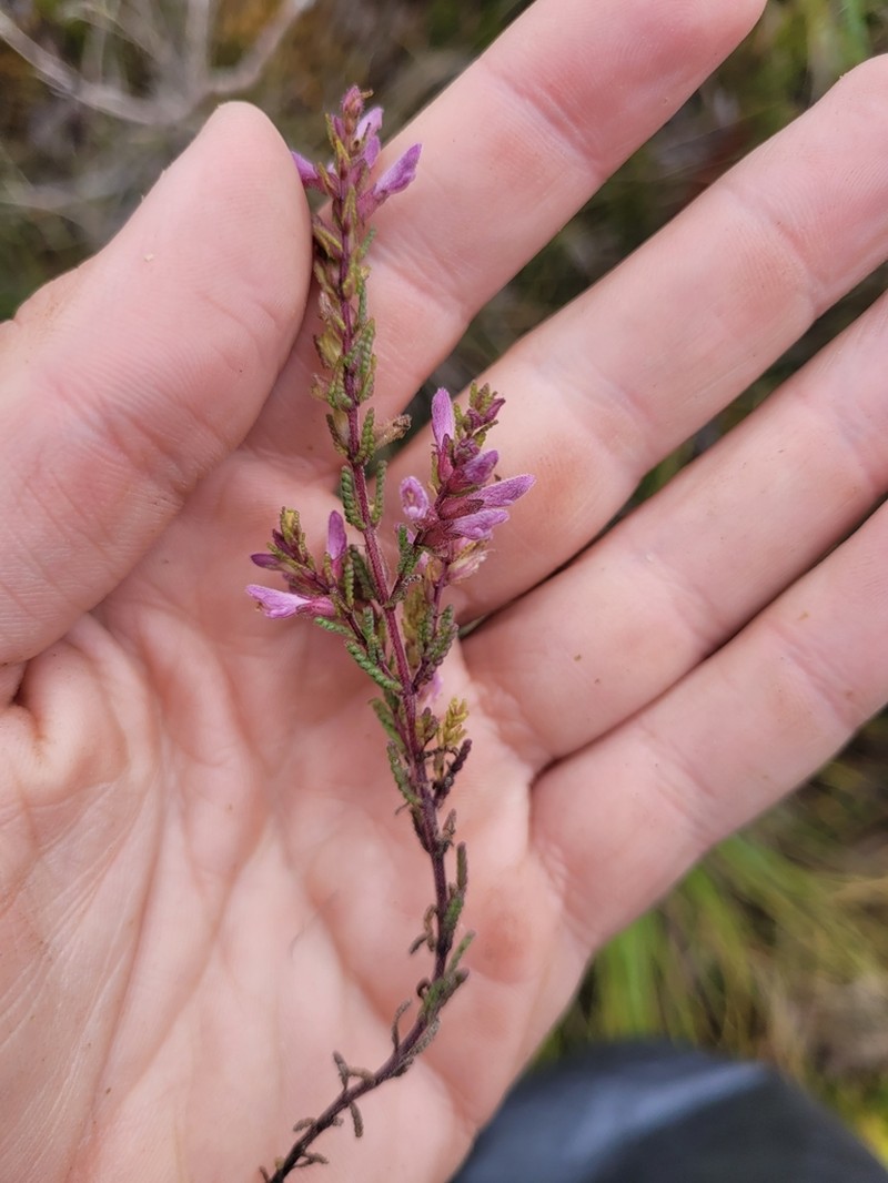 Neobartsia crisafullii photo 2