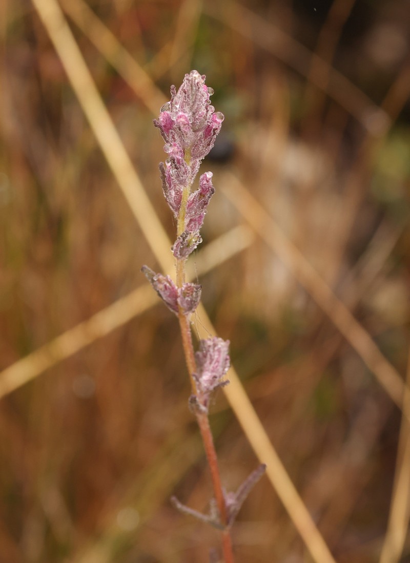 Neobartsia crisafullii photo 3
