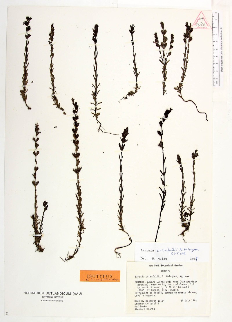 Neobartsia crisafullii photo 7