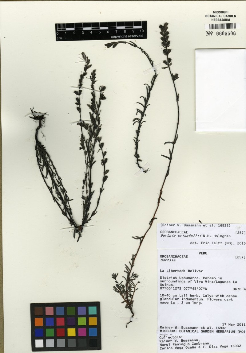 Neobartsia crisafullii subsp. crisafullii