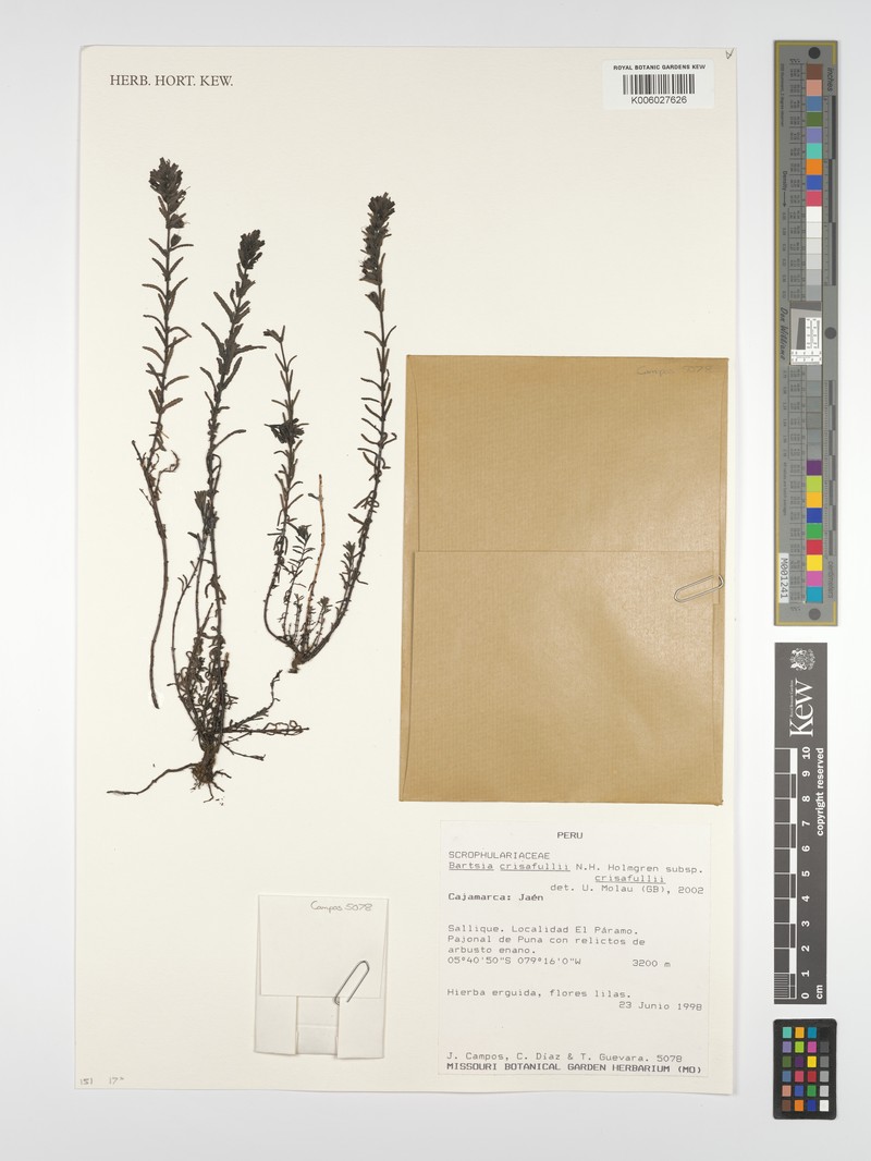 Neobartsia crisafullii subsp. crisafullii photo 2