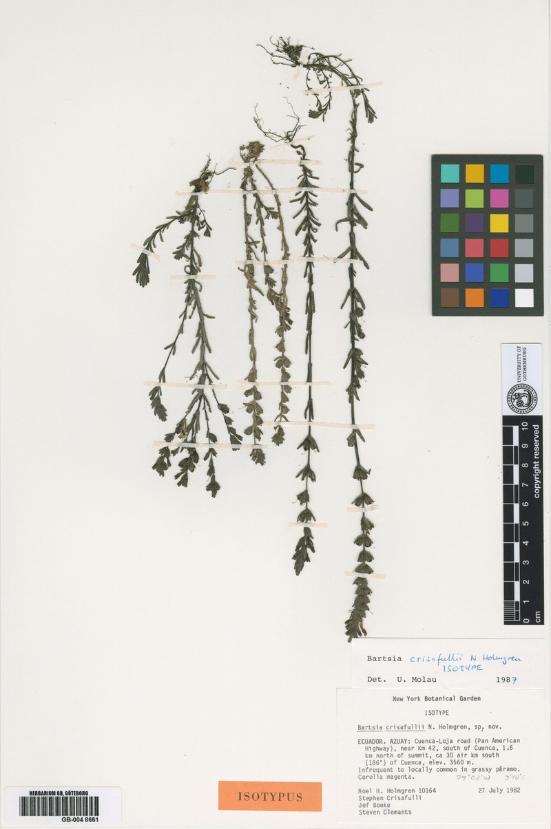 Neobartsia crisafullii subsp. crisafullii photo 4
