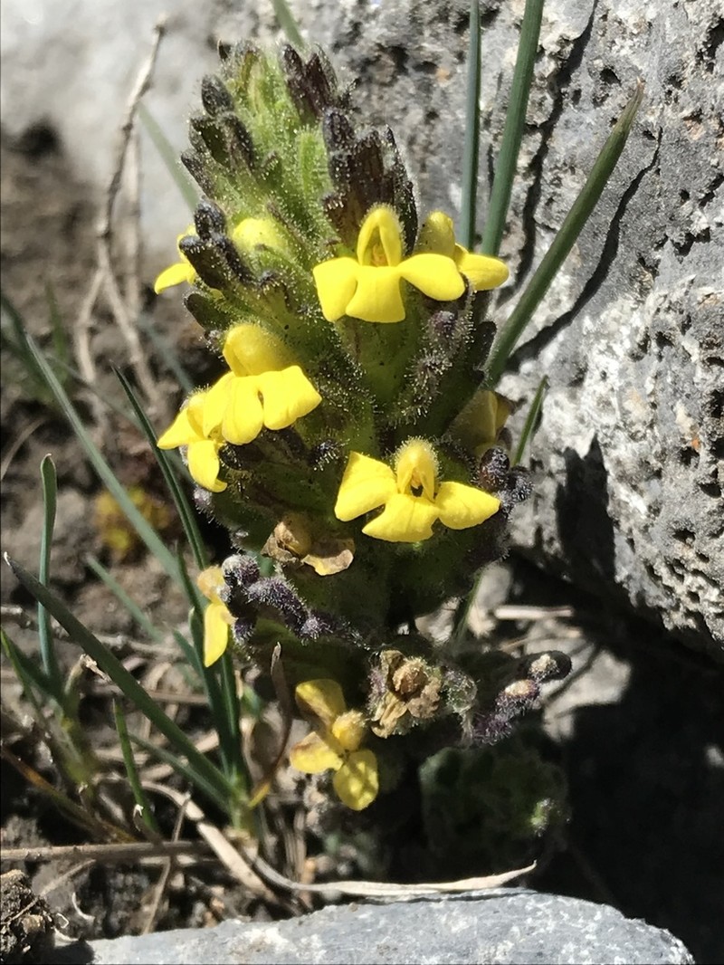 Neobartsia diffusa