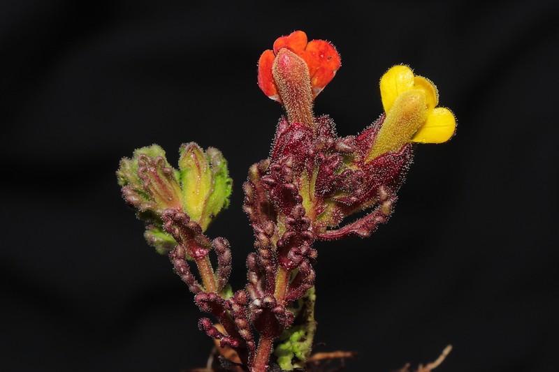 Neobartsia diffusa photo 2